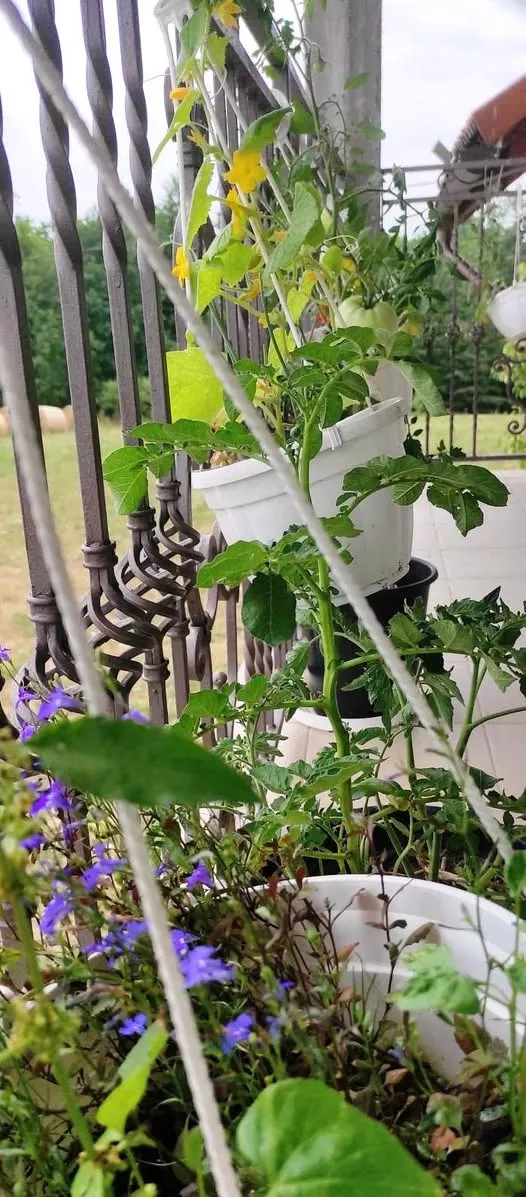 Gradinarit de balcon