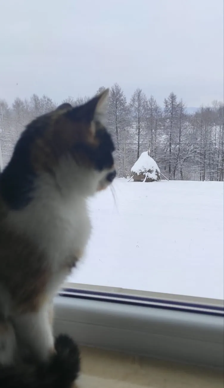 Mitzi in lumea asta Universul lui Mitzi
