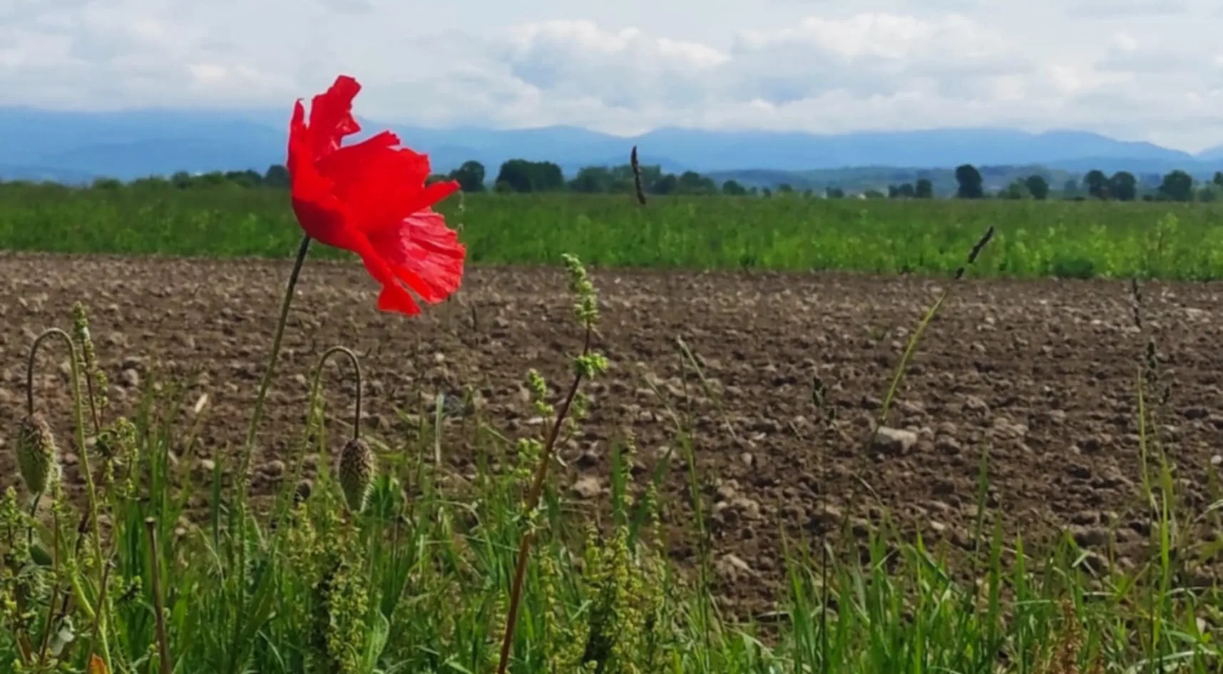 #maramures #vederedinCoruia cu #BaiaMare în zare