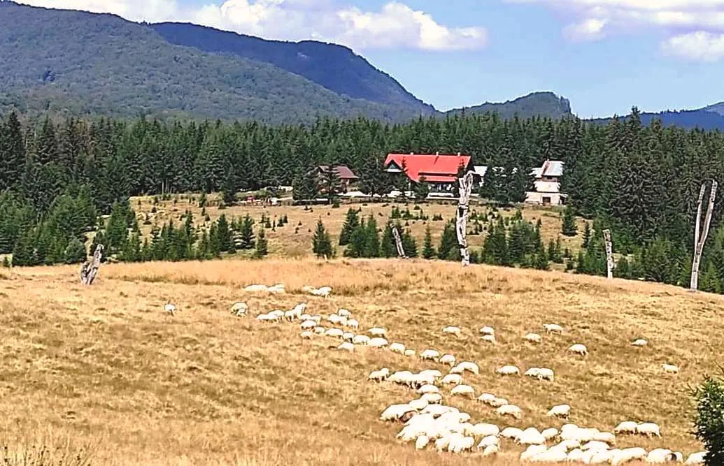 Transhumanță în peisaj maramureșean… la Izvoare, foto de Nelia Daniela Dîncu