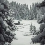 Brazii vieții, foto de Andrei