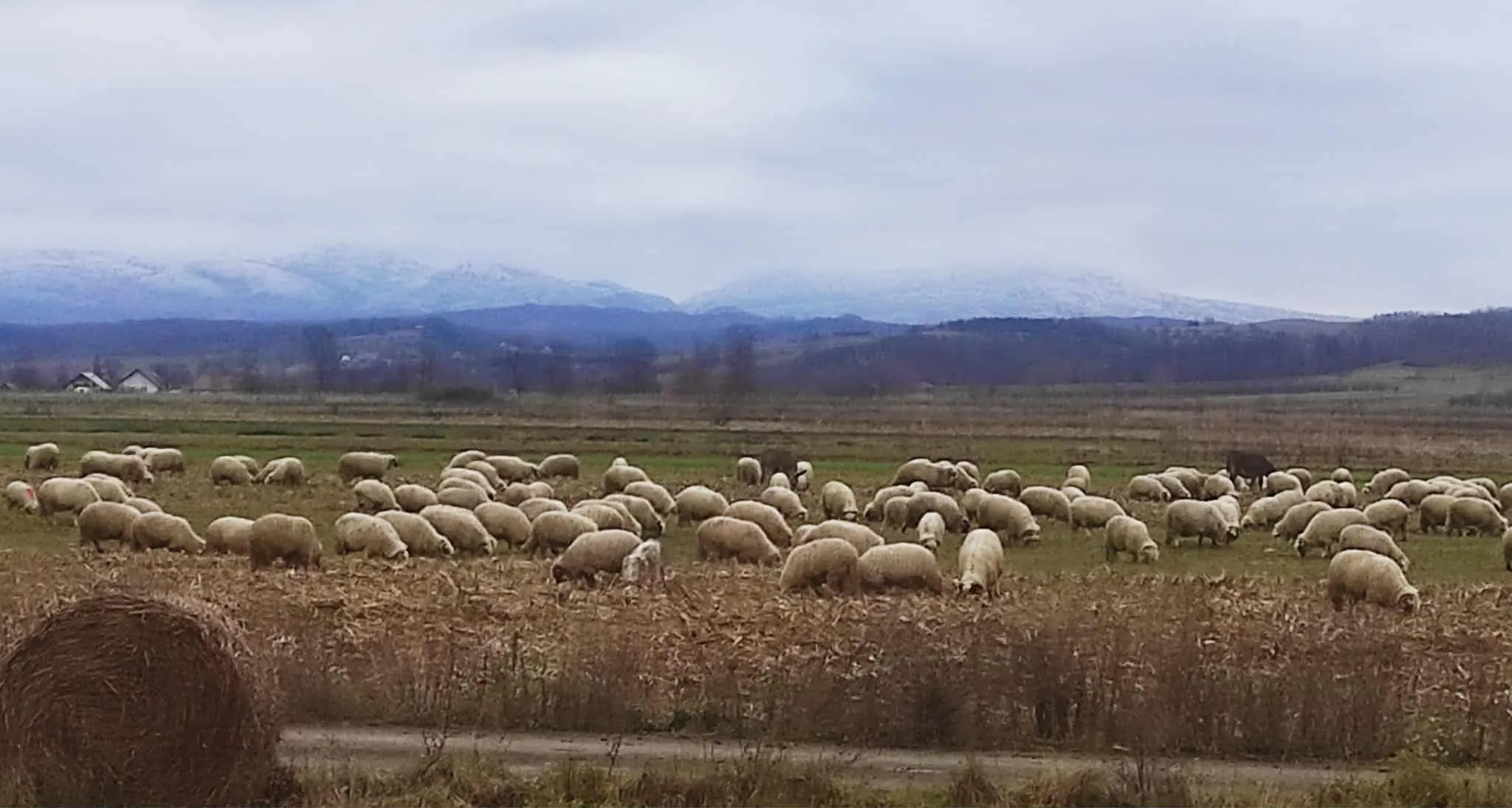 #Maramureș #vederedinCoruia cu #Chechiș în zare