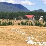 Transhumanță în peisaj maramureșean… la Izvoare, foto de Nelia Daniela Dîncu