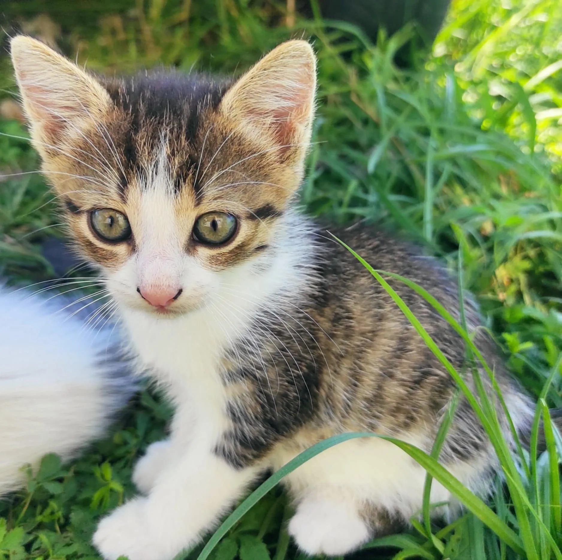Bebe Pufosenie Bebe Pufosenie